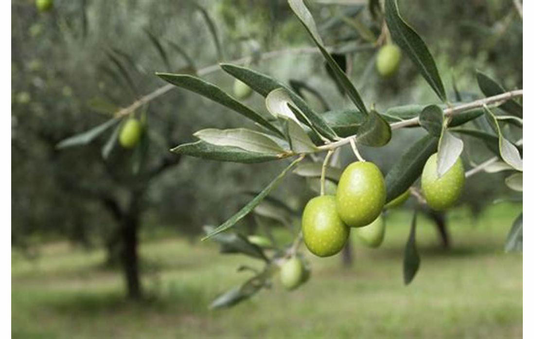 Pokok Minyak Zaitun